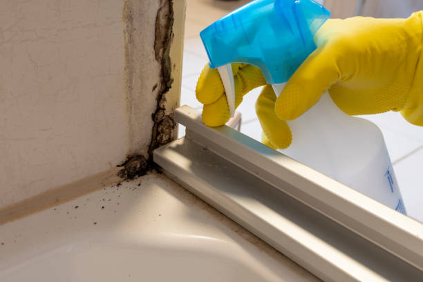 Best Toxic Mold Removal  in Worthington Hills, KY